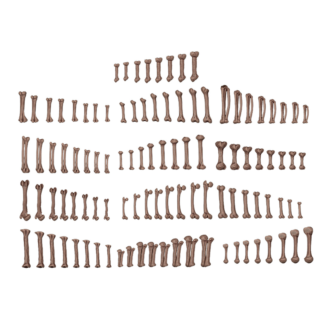 AK BASING: BITS - HUMAN BONES