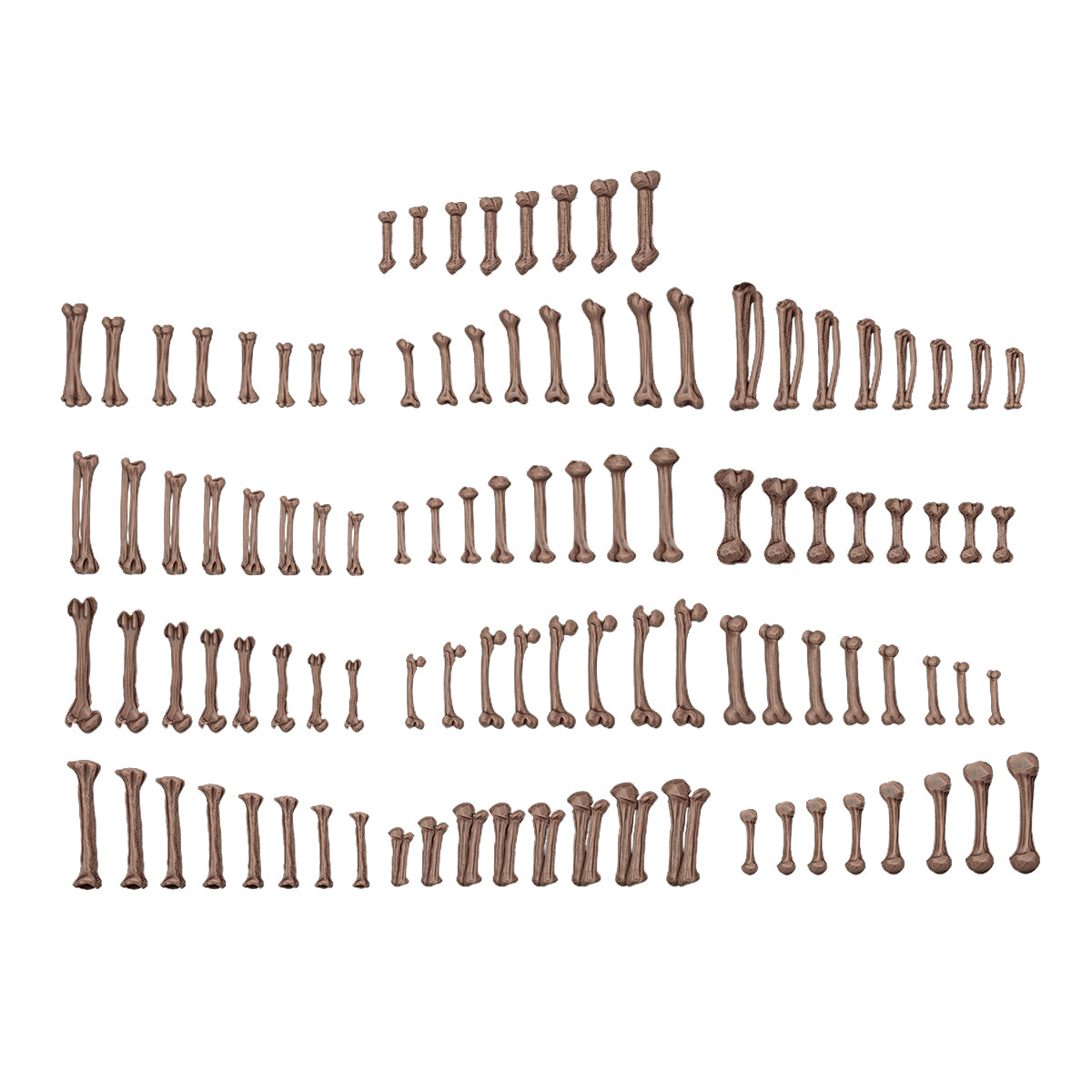AK BASING: BITS - HUMAN BONES